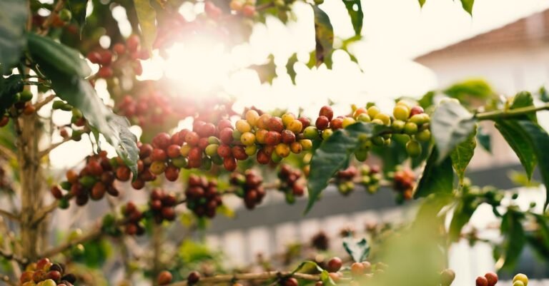 Learn All About Making A Great Cup Of Coffee